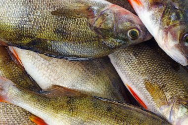 Levrek balığı. Taze balık. Gıda geçmişi..