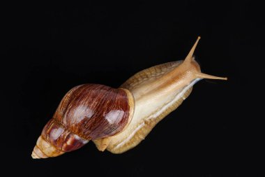 Siyah zemin üzerinde dev Afrika salyangozu (Achatina imaculata lamarckiana)