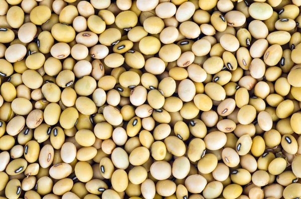 Abstract background: soja beans — Stock Photo, Image