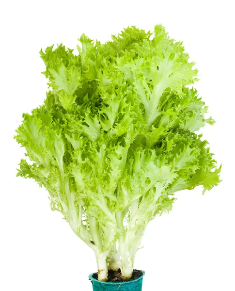 Bunch of green Lollo Bionda lettuce — Stock Photo, Image