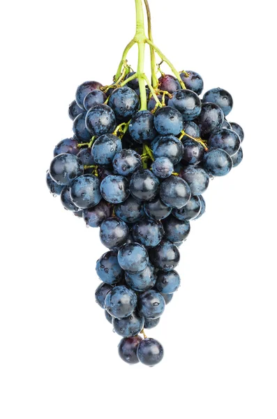 Свежий органический голубой виноград — стоковое фото
