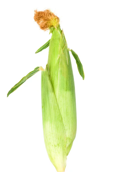 新鮮なトウモロコシの穂軸 — ストック写真