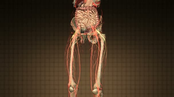 skenování věda anatomie lidského těla orgánů a kostí