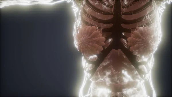 Colorful Human Body animation showing bones and organs