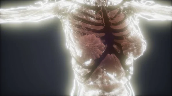 Colorful Human Body animation showing bones and organs