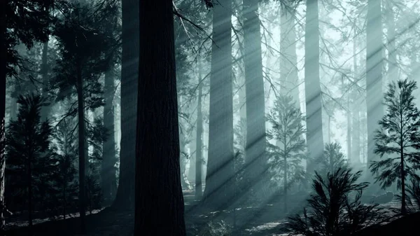 black tree trunk in a dark pine tree forest