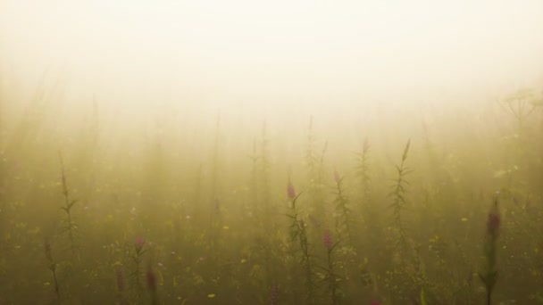 wild field flowers in deep fog
