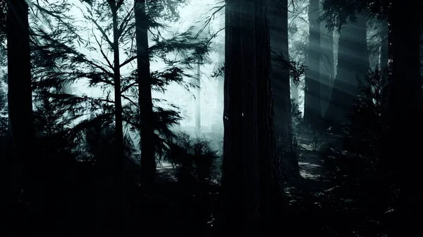 black tree trunk in a dark pine tree forest