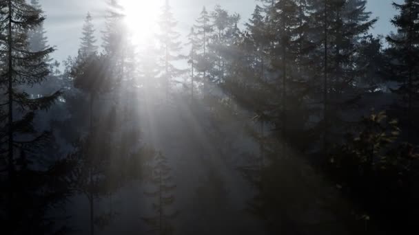 Misty nordic forest in early morning with fog — Stock Video
