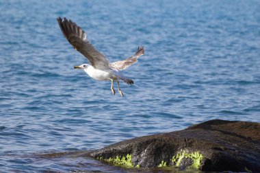 Karadeniz 'in Üzerinde Bir Martı Uçuyor