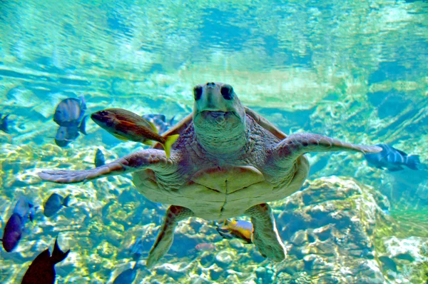 Deri deniz kaplumbağası — Stok fotoğraf