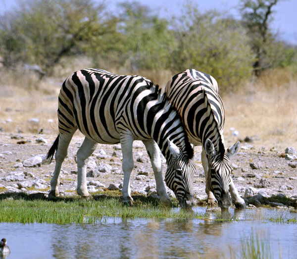 A Burchells Zebra (Equus quagga burchelli) in the Etosha National Park, Namibia