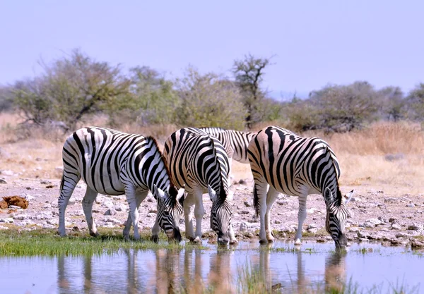 Зебра Бурчелла в Африке — стоковое фото