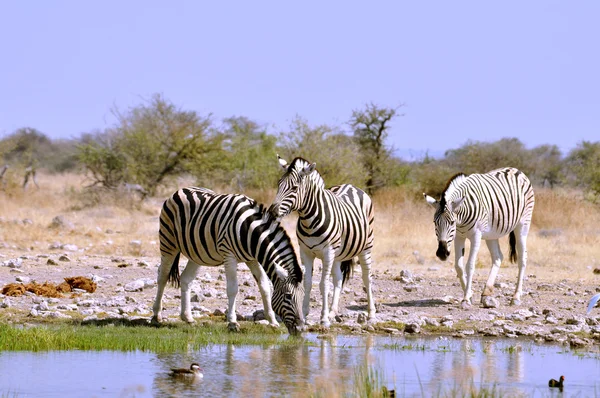Burchell 'in Zebra' sı Afrika 'da - Stok İmaj