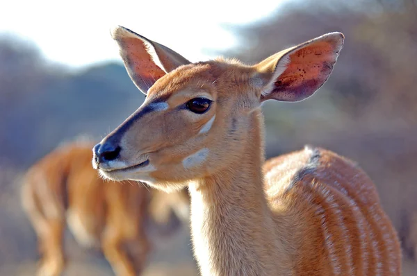 Nyala Antelope, мелкий DoF с фокусом на глаз — стоковое фото