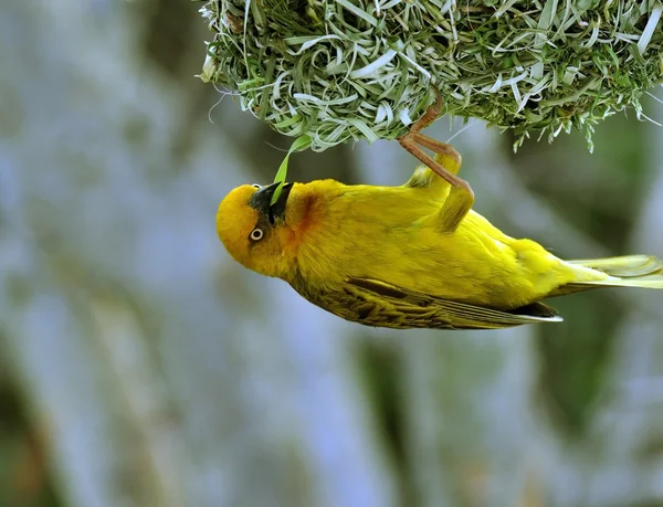 Mys weaver stavbu hnízda — Stock fotografie