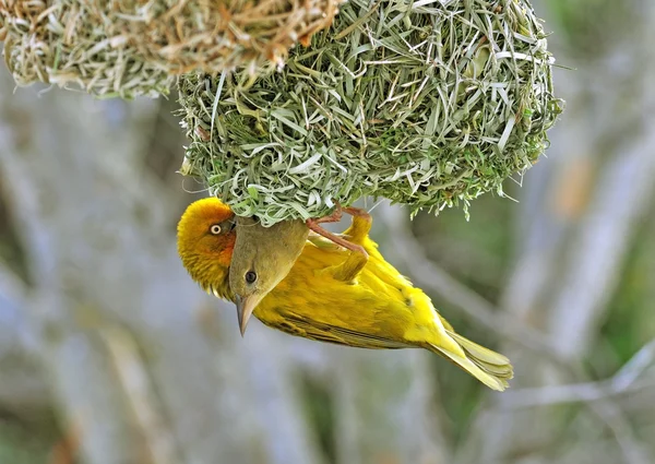 Cape weaver bir yuva inşa
