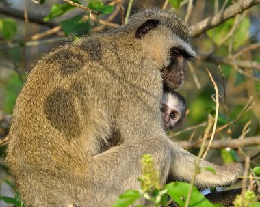 Vervet maymun bebek ile