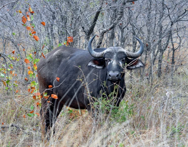Capo Buffalo selvaggio in Africa — Foto Stock