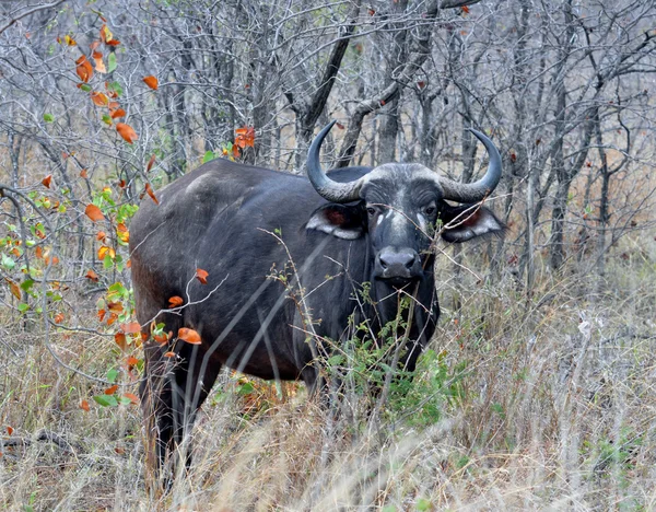 Cape Buffalo selvagem na África — Fotografia de Stock