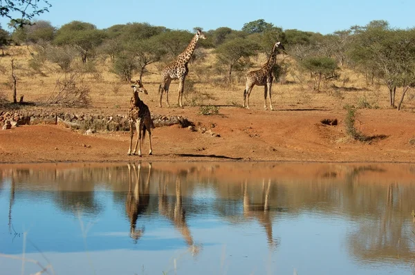 Girafe réflexion dans l'eau — Photo