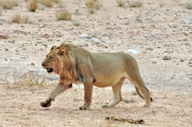 Aslan (Panthera leo)
