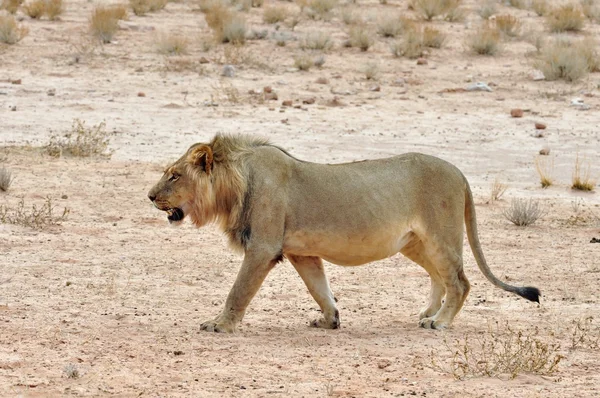 사자 (Panthera leo)) — 스톡 사진