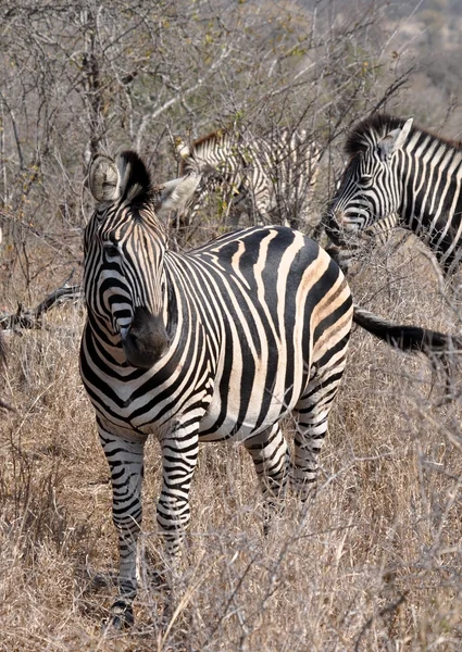 Зебра Бурчелла в Африке — стоковое фото