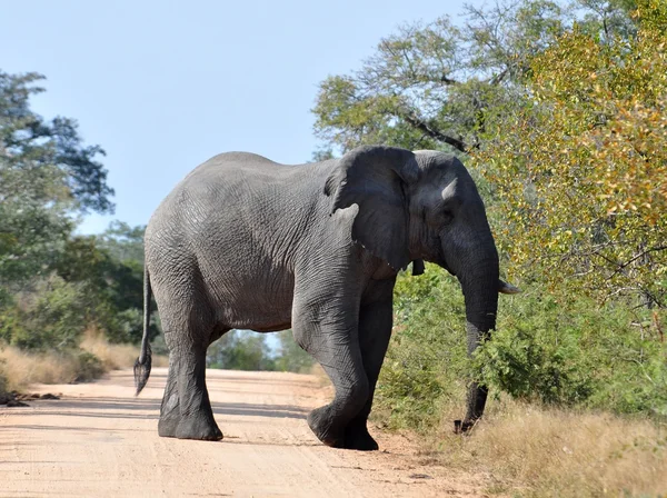 African Elephant — Stock Photo, Image