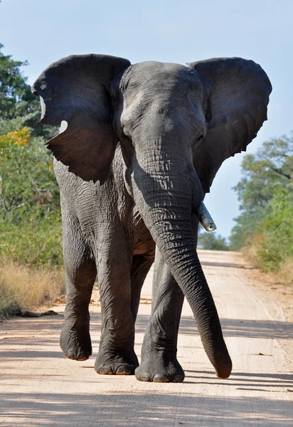 African Elephant — Stock Photo, Image