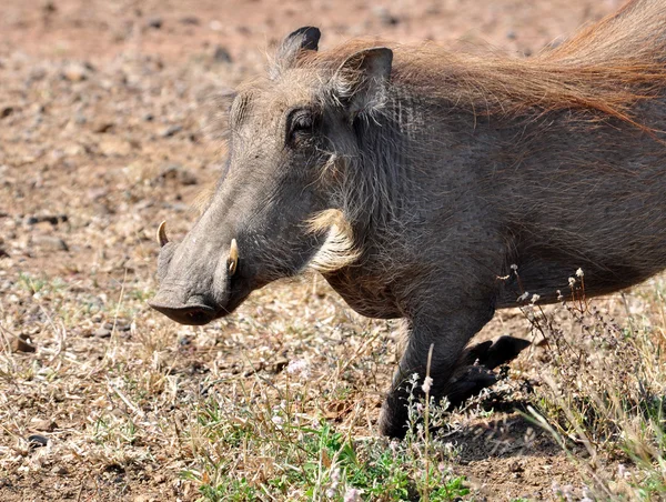 Afrikaanse Wildlife: Warthog — Stockfoto