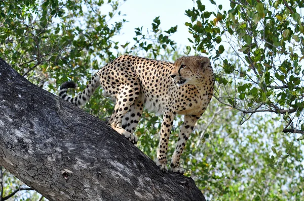 Wildlife in Africa: Cheetah — Stock Photo, Image