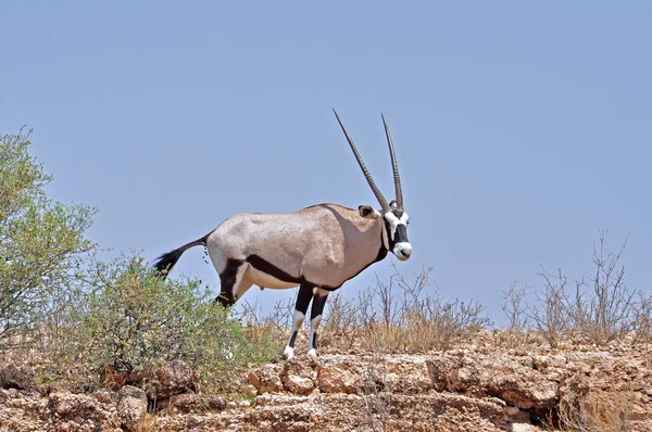 Gemsbok антилопи (Oryx gazella) — стокове фото