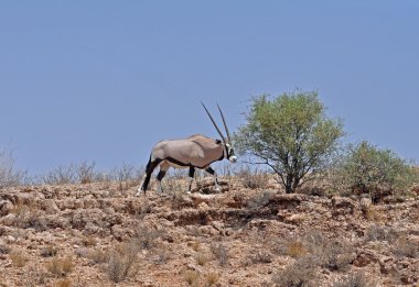 Gemsbok Antilobu (Oryx ceylanı)