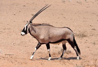 Gemsbok Antilobu (Oryx ceylanı)