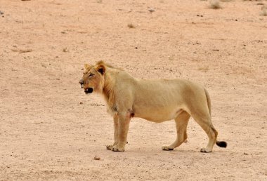 Aslan (Panthera leo)