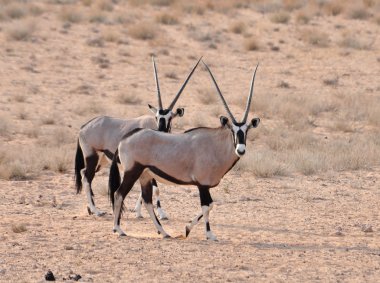 Gemsbok Antilobu (Oryx ceylanı)