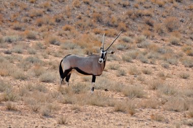 Gemsbok Antilobu (Oryx ceylanı)