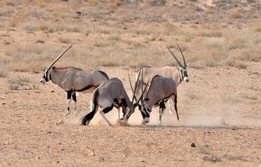 Gemsbok (Oryx) antilop mücadele
