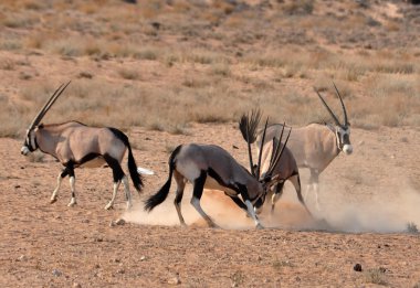 Gemsbok Antilobu (Oryx ceylanı)