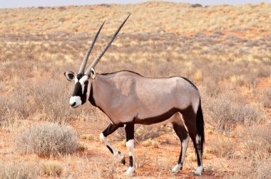 Gemsbok Antilobu (Oryx ceylanı)