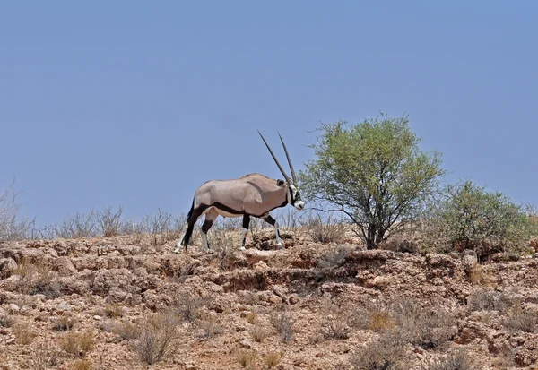 Gemsbok Antelope (Oryx gazella)) — Stockfoto