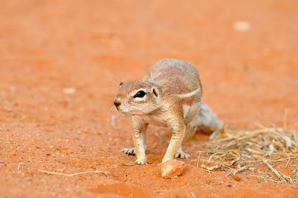 Grondeekhoorn (Xerus inaurus) — Stockfoto