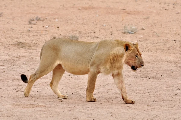 León (Panthera leo) — Foto de Stock