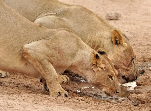 Lions in Africa Desert — Stock Photo, Image