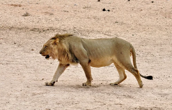 Aslan (Panthera leo)