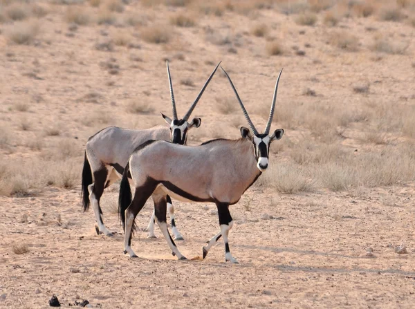 Gemsbok Antilobu (Oryx ceylanı)