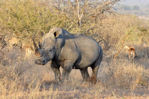 Afrika Big Five: Witte neushoorn — Stockfoto