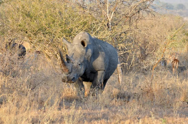 África Cinco Grandes: Rinoceronte Blanco — Foto de Stock