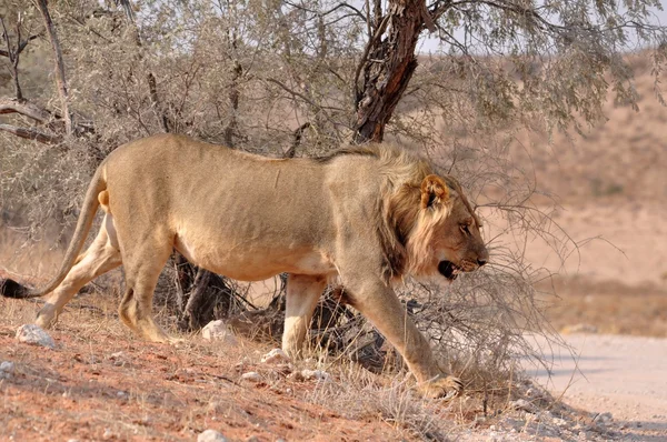 Lion (Panthera leo)) — Photo